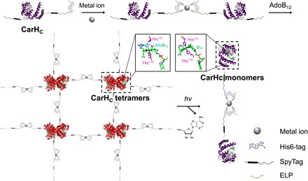 《Science Adv.》可注射光敏水凝胶,金属组装递送神经保护蛋白的图3